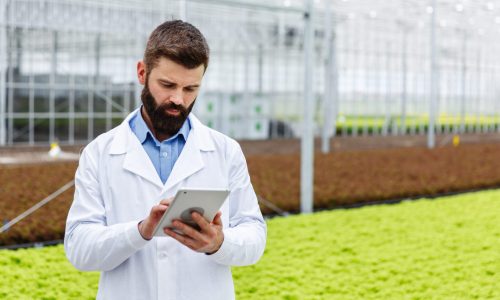 Researcher studies plants with a tablet standing in the greenhouse